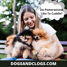Teddy bear pomeranian breeders near me. Do Pomeranians Like To Cuddle 9 Things You Should Know