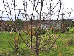 Without pollination, flowers may bloom abundantly, but will not bear fruit. Do Not Bloom Young Apple Trees What To Do Why The Apple Tree Does Not Bloom And Does Not Bear Fruit The Reasons And What To Do Damage To Young Branches