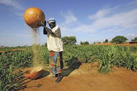 See 5 amazing health benefits of eating millet | Latest Nigerian Lifestyle  News &amp; Trends | Pulse Nigeria