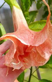 Image result for Jamesbrittenia burkeana