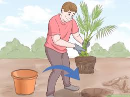 Best soil for palm trees in pots. How To Plant Date Seeds With Pictures Wikihow
