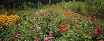 Growing a cut flower garden is a fun and easy garden project. Dahlia May Flower Farm Trenton Ontario Flower Farm Flower Subscription Flowers