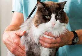 Top Ten Signs Of Heart Disease In Cats Petmd