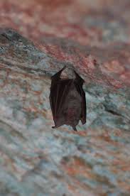 Bat in bedroom while sleeping. Bat Sleep Free Photo On Pixabay