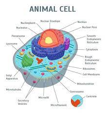 Animal cell with label parts. How To Draw A Plant Cell And Label Its Parts Shefalitayal