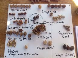 Arbres A Noix Du Quebec Permaculture Companion Planting Plant List