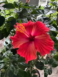 Image result for Hibiscus