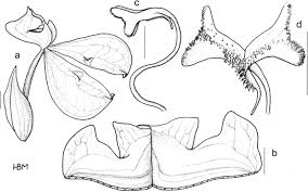 Image result for Disperis katangensis