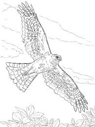 Sharp Shinned Hawk Coloring Page Free Printable Coloring Pages Printable Coloring Pages Coloring Pages Free Printable Coloring Pages