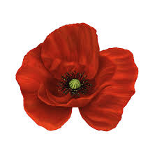 A poppy is a flowering plant in the subfamily papaveroideae of the family papaveraceae.poppies are herbaceous plants, often grown for their colourful flowers.one species of poppy, papaver somniferum, is the source of the narcotic drug opium which contains powerful medicinal alkaloids such as morphine and has been used since ancient times as an analgesic and narcotic medicinal and recreational. Poppies For Remembrance National Museum Wales