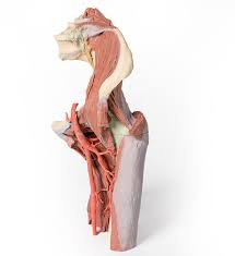 One at the left hip, and one at the right hip. Lower Limb Deep Dissection Of A Left Pelvis And Thigh 3d Anatomy Series Erler Zimmer