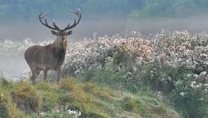 Marc Baldwin On Twitter New Forest Stag Forest