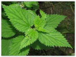 L'ortie est une plante vivace herbacée de la famille des urticaceae. Ortie Piquante Bienfaits Danger Posologie Effets Secondaires