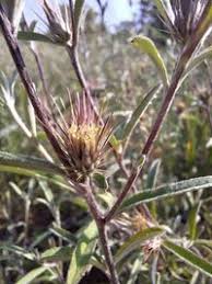 Image result for Dicoma