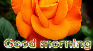 If you are looking for beautiful & best good morning images for whatsapp free download , good morning images with flowers hd then you are on the right place, here is a collection of beautiful good morning images for whatsapp and all these good morning images are absolutely free to download, so don't hesitate to download or share. 51 Good Morning Images With Flowers 2021 Good Morning Rose Image