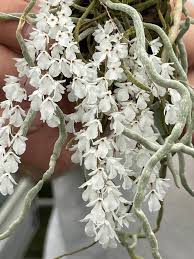 Image result for Microcoelia globulosa