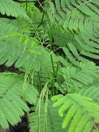 Biji petai * khasiatnya ialah apabila dimakan dapat merawat khasiat petai belalang petai belalang mempunyai buah yang kecil. Pucuk Petai Siam Cha Om Mampu Turunkan Kadar Kolestrol Dalam Badan Impiana