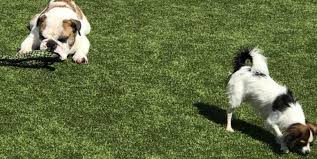 Convenient madison, al location close to huntsville. The Pet Hospital Of Madison Featured Project Foreverlawn Inc