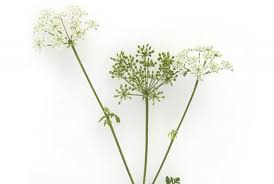 Image result for Conium