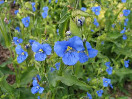 Image result for Commelina purpurea