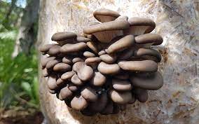 Your mushroom log can be grow inside or outside. How To Grow Mushrooms On Straw Freshcap Mushrooms