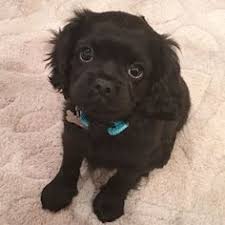 By the mid eighteen hundreds, other spaniel breeds appeared on the scene, but it was not until the kennel club was established here in the uk in 1874 that any dog under a certain weight (11 kg) was deemed to. Our All Black Cavalier King Charles Cavalier Spaniel Puppy King Charles Dog King Charles