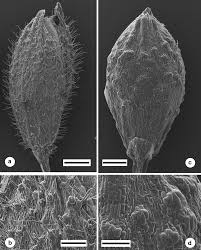 Image result for Panicum heterostachyum