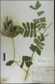 Image result for Abrus melanospermus