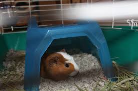 Scroll to the end for a printable version. The Best Guinea Pig Bed Your Pet Will Love A Family Lifestyle Food Blog
