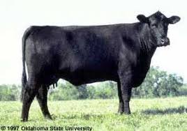 Black Angus Calves For Sale Near Me I Remember Mom And Dad Coming Home And Telling Us They Hit A Black Angus Cow With The Car Beef Cattle Breeds Cattle