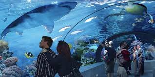 Ripley'S Aquarium Of Canada | Alumni | University Of Waterloo