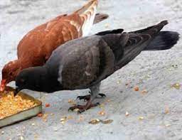 Lalu, apakah lomba burung merpati balap dan merpati tinggian menggunakan jenis merpati yang berbeda? Nah Ini Dia Makanan Yang Baik Untuk Diberikan Pada Burung Merpati Belajar Beternak