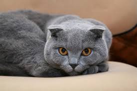 Sirin Ve Tuylu Scottish Fold Ozellikleri Ve Bakimi Vetrium Cayyolu Veteriner Klinigi