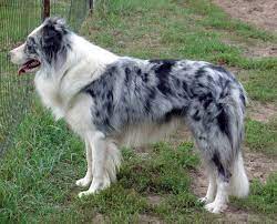 Brindle Merle Dog Colors Merle Pinterest Border Collies Border Collie Dog Breeds Collie
