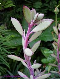 Image result for Senecio propior