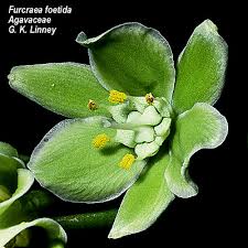 Image result for Agavaceae