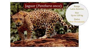 Check spelling or type a new query. Jaguar Panthera Onca Classification