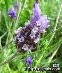 Image result for Lavandula dentata