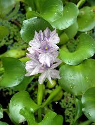 Image result for Centrostachys aquatica