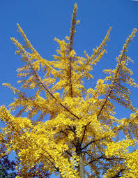 Browse 22,775 ginkgo tree stock photos and images available, or search for ginkgo biloba or leaf to find more great stock photos and pictures. Ginkgo Biloba Planting The Tree Pruning And Care For The Maidenhair Tree