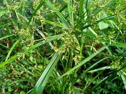Yellow nutsedge cyperus esculentus (often called nutgrass) gets its name from its yellow/brown seedheads and the tubers or nutlets that form at the tips of the rhizomes (spreading underground stems). What Is The Best Herbicide To Kill Nutsedge Top 5 Sedge Control Products Pepper S Home Garden