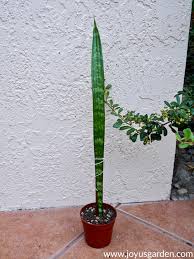 Maybe you would like to learn more about one of these? Why Are My Snake Plant Leaves Falling Over Joy Us Garden