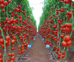 Image result for kebun tomat
