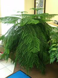 Department of agriculture plant hardiness zones 10 and 11, but are most commonly grown as indoor plants. Norfolk Pine Featured Indoor Plant Plants Norfolk Pine Indoor Plants