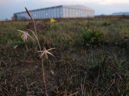 Image result for Hesperantha longicollis
