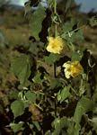 Image result for Abutilon englerianum