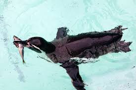 This allows the emperor penguin to begin building. Penguin Food And Eating Habits