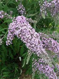 Learn About Buddleia Lavender Cascade Pp 30635 Lavender Cascade Butterfly Bush Perennial Encyclopedia By In 2021 Deer Resistant Plants Plants Cottage Garden Plants