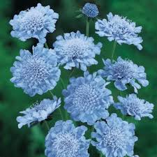 Purple flowers perennials trees to plant blue and purple flowers hardy geranium african violets. Full Sun Blue Perennials Garden Flowers The Home Depot