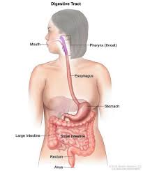 The large intestine represents the end of the digestive tract. Intestinal Pseudo Obstruction Medlineplus Genetics